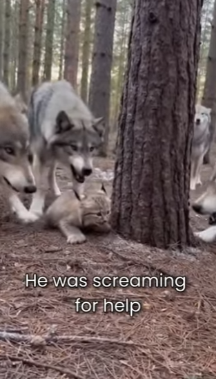 M0101013 saved Baby Lynx Wolf Pack (Part 2)