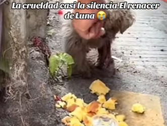 M3101004 La ayuda llego cuando mas se necesitaba(Parte 2)