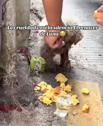 M3101004 La ayuda llego cuando mas se necesitaba(Parte 2)