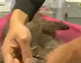 M3101001 El rescate escribio esperanza(Parte 2)