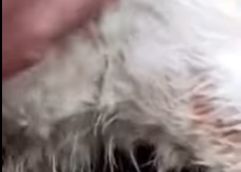 M3101003 La compasion cambio el rumbo(Parte 2)