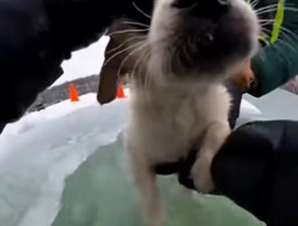 Z3001004 When humanity shows its best side (Part 2)