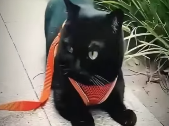 V3101002 La vida encontro refugio (Parte 2)