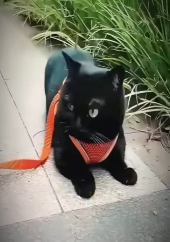 V3101002 La vida encontro refugio (Parte 2)