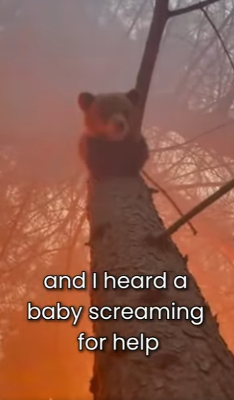 M0101018 Baby Bear Cub Fire Rescue (Part 2)