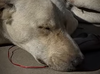 V3101013 Hoy alguien encontro paz (Parte 2)