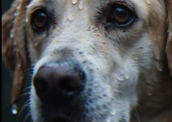 V3101011 El rescate dio nueva esperanza (Parte 2)