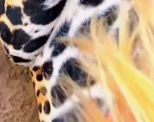 L3101002 Un nuevo comienzo lleno de cuidado (Parte 2)