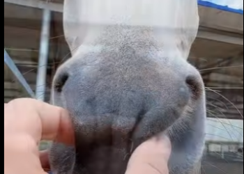 L3101003 La compasion salvo el dia (Parte 2)