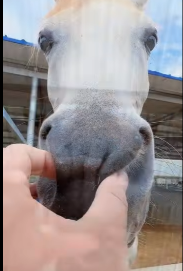 L3101003 La compasion salvo el dia (Parte 2)