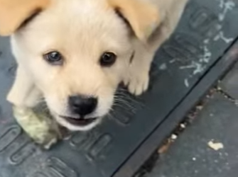 L3101010 La ayuda trajo alivio (Parte 2)