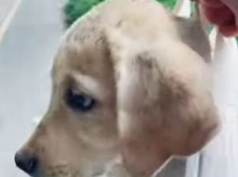 L3101012 Hoy alguien recibio proteccion (Parte 2)