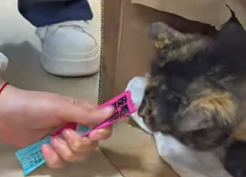 L3101013 El rescate cambio su rumbo (Parte 2)