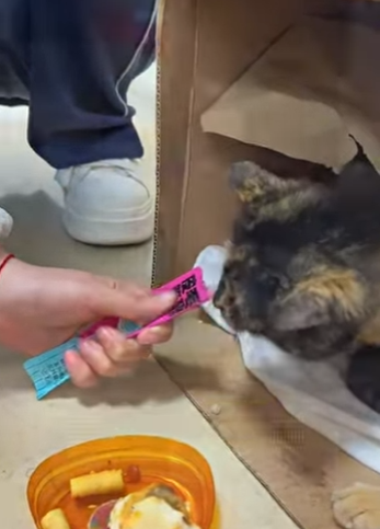 L3101013 El rescate cambio su rumbo (Parte 2)