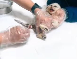 L3101011 El cuidado llego con amor (Parte 2)