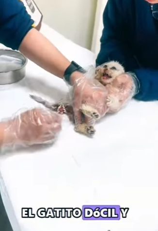 L3101011 El cuidado llego con amor (Parte 2)