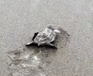 L3101007 La ayuda ofrecio descanso (Parte 2)