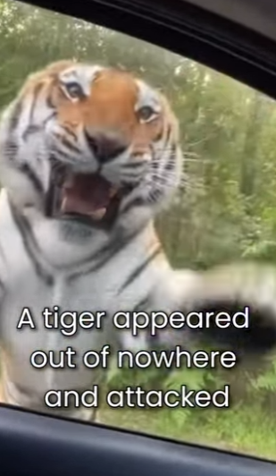 M0101014 Bear Saved My Life (Part 2)