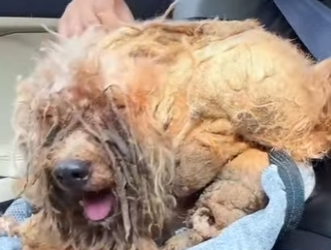 L3101009 Hoy comenzo una historia mejor (Parte 2)