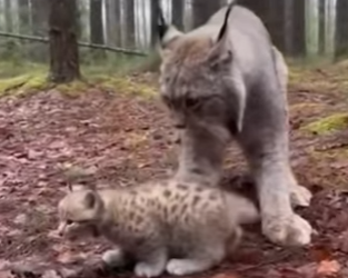 M0101017 Mother Lynx Dont Want Her Baby (Part 2)