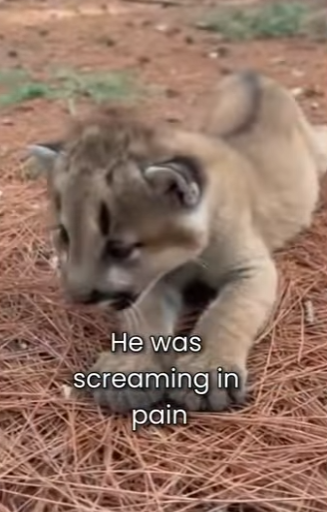 M0101015 Vet Says He Would Never Walk Again But Built Him Legs (Part 2)