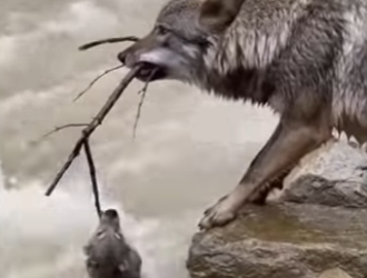 M0101016 He Saved Me (Part 2)