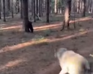 M0101001 Saved Little Bear Wolf (Part 2)