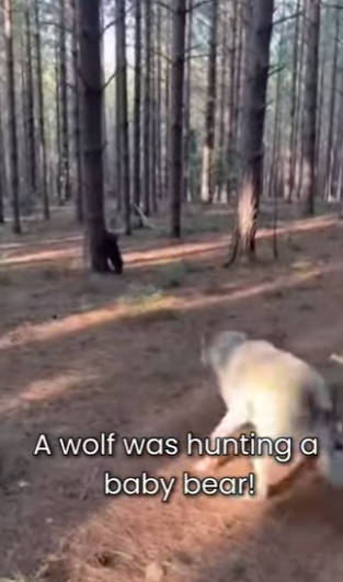M0101001 Saved Little Bear Wolf (Part 2)
