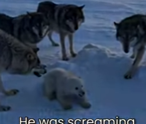 M0101006 Wolves Were Attacking Little Polar Bear (Part 2)