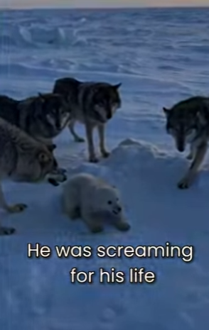 M0101006 Wolves Were Attacking Little Polar Bear (Part 2)