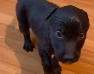 M0101011 My Dog Brought Wolf To My House (Part 2)