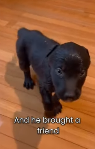 M0101011 My Dog Brought Wolf To My House (Part 2)