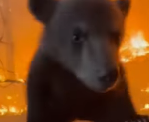 M0101022 Little Bear Jumped Into My Car During Forest Fire (Part 2)