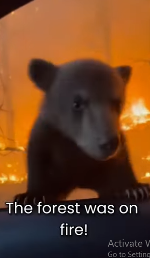 M0101022 Little Bear Jumped Into My Car During Forest Fire (Part 2)
