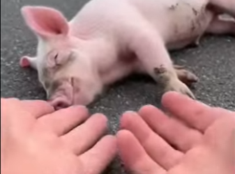 M0101007 saved Little Piglet His Destiny (Part 2)