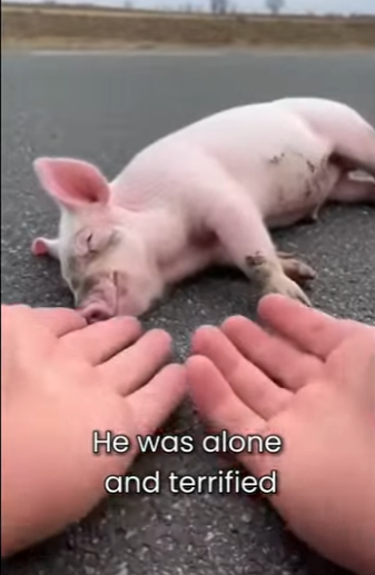 M0101007 saved Little Piglet His Destiny (Part 2)