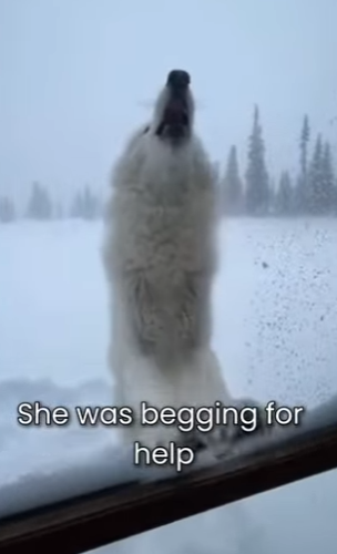 M0101008 Mother Wolf Was Begging Help His Little Baby (Part 2)