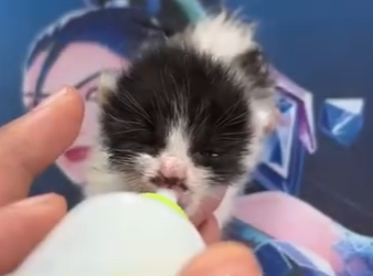 A0601001 Rescata al gatito (Parte 2)