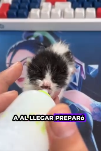 A0601001 Rescata al gatito (Parte 2)