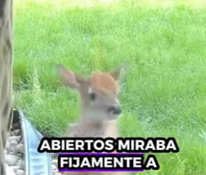 A0601004 Rescatar al ciervo (Parte 2)