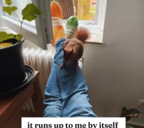 O2912008 Made friends little squirrel while running. (Part 2)