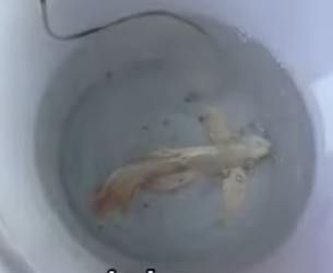 A0601002 Rescuing injured fish#animals (Parte 2)