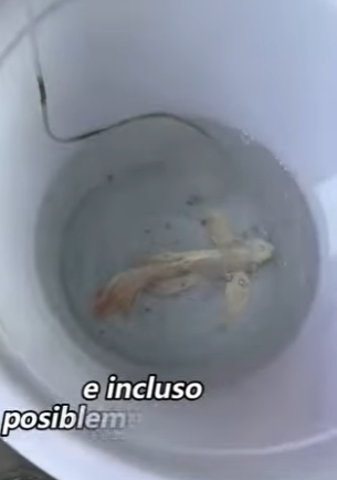 A0601002 Rescuing injured fish#animals (Parte 2)