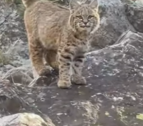 A0601006 Rescatar al lince (Parte 2)