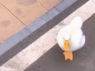 A0601007 Goose Who Wouldn Abandon His Mates (Parte 2)