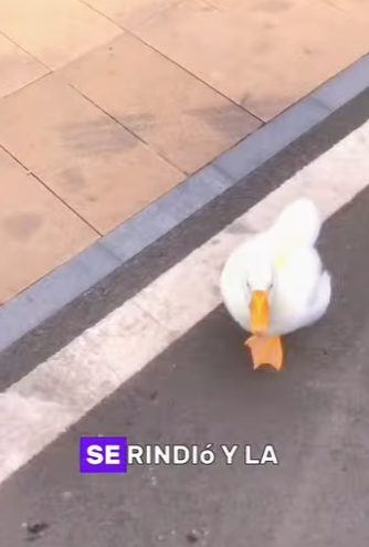 A0601007 Goose Who Wouldn Abandon His Mates (Parte 2)