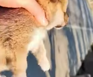 R0501009 Cachorro rescatado (Parte 2)