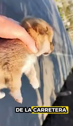 R0501009 Cachorro rescatado (Parte 2)