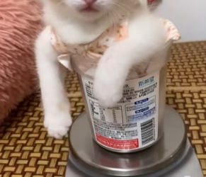 O2912012 She left her babies so became cat mom (Part 2)