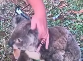 R0501013 Del peligro a brazos cálidos.